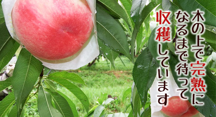 完熟へのこだわり