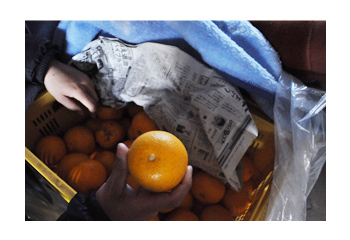 八朔のこだわり