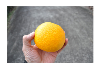 八朔のこだわり